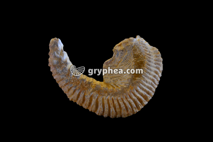 Huitre fossile (Lopha collubrina, Madagascar, 140 MA) - gryphea.com